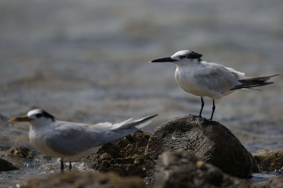 Sandwich Tern (Cabot's) - ML613990261