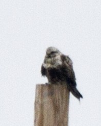 Rough-legged Hawk - ML613990297