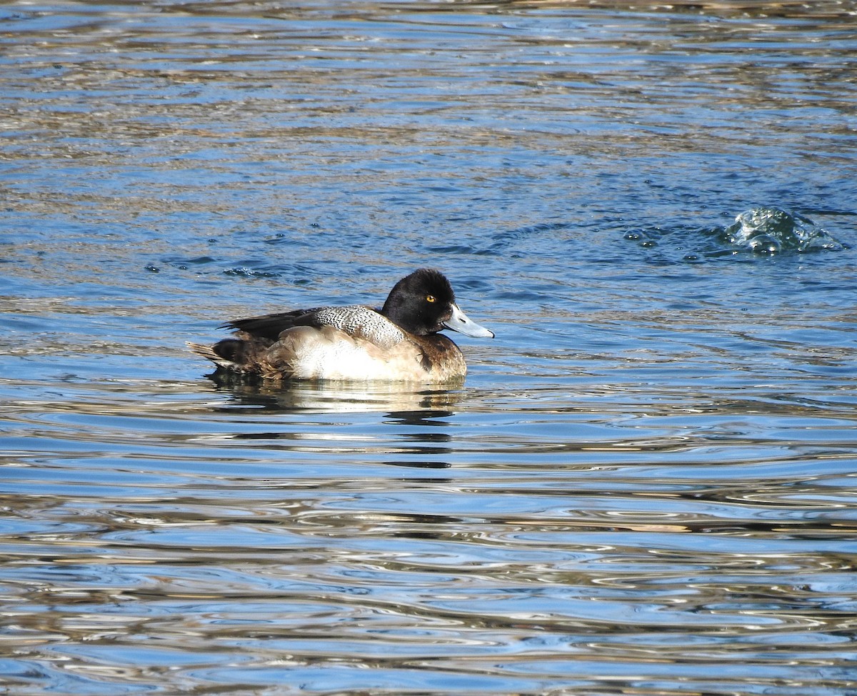 Lesser Scaup - ML613990357