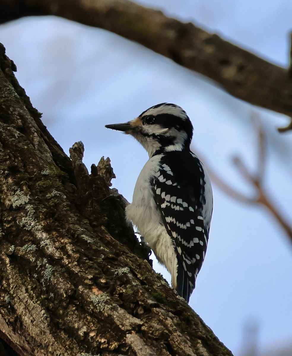 Hairy Woodpecker - Jeffrey Thomas