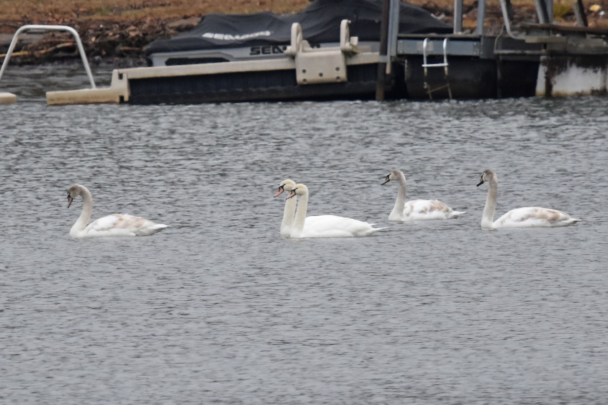 Mute Swan - ML613990397
