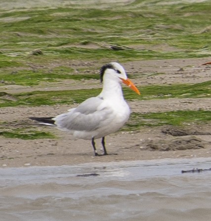 Royal Tern - ML613990404