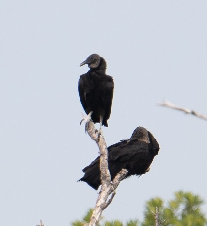 Black Vulture - ML613990418