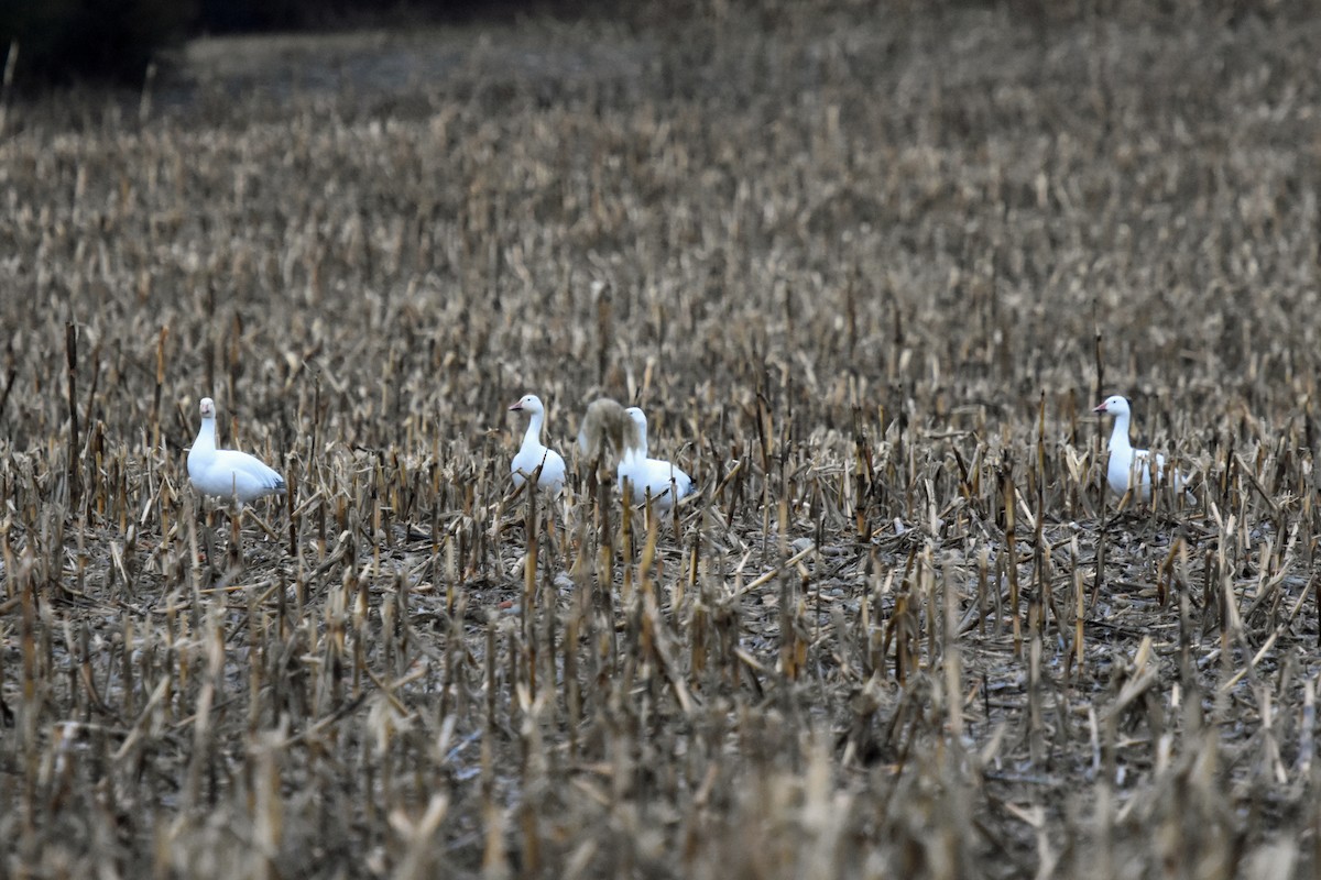 Snow Goose - ML613990439