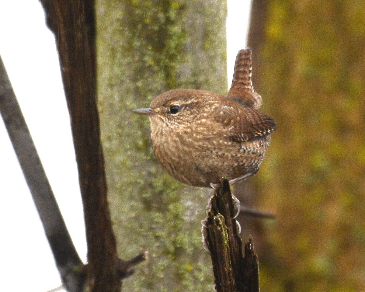 Troglodyte des forêts - ML613990440