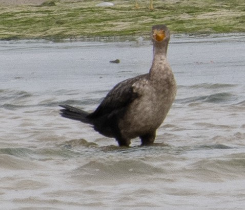 Cormoran à aigrettes - ML613990447