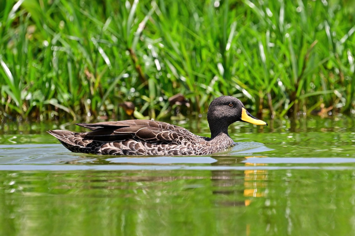 Yellow-billed Duck - ML613990532