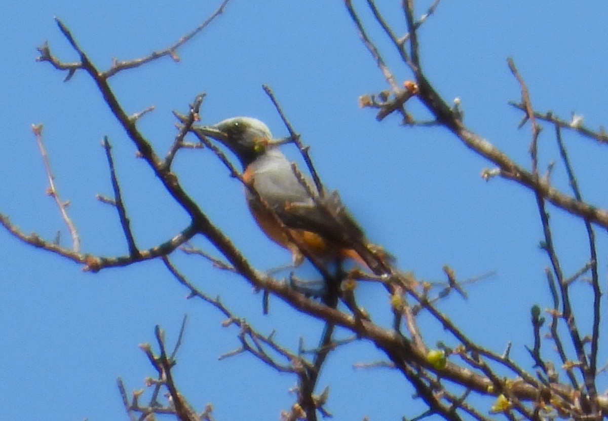 Short-toed Rock-Thrush - ML613990551