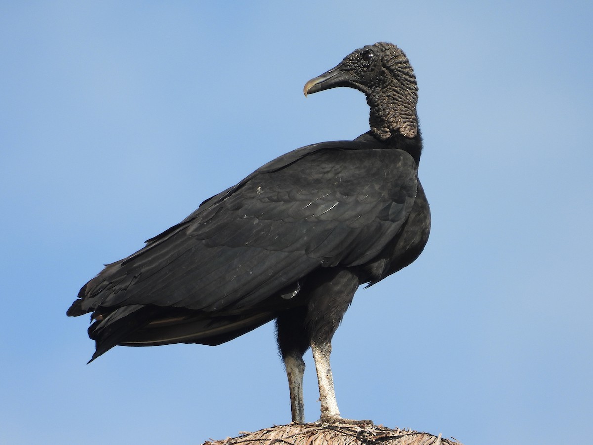 Black Vulture - Pablo García (PGR)