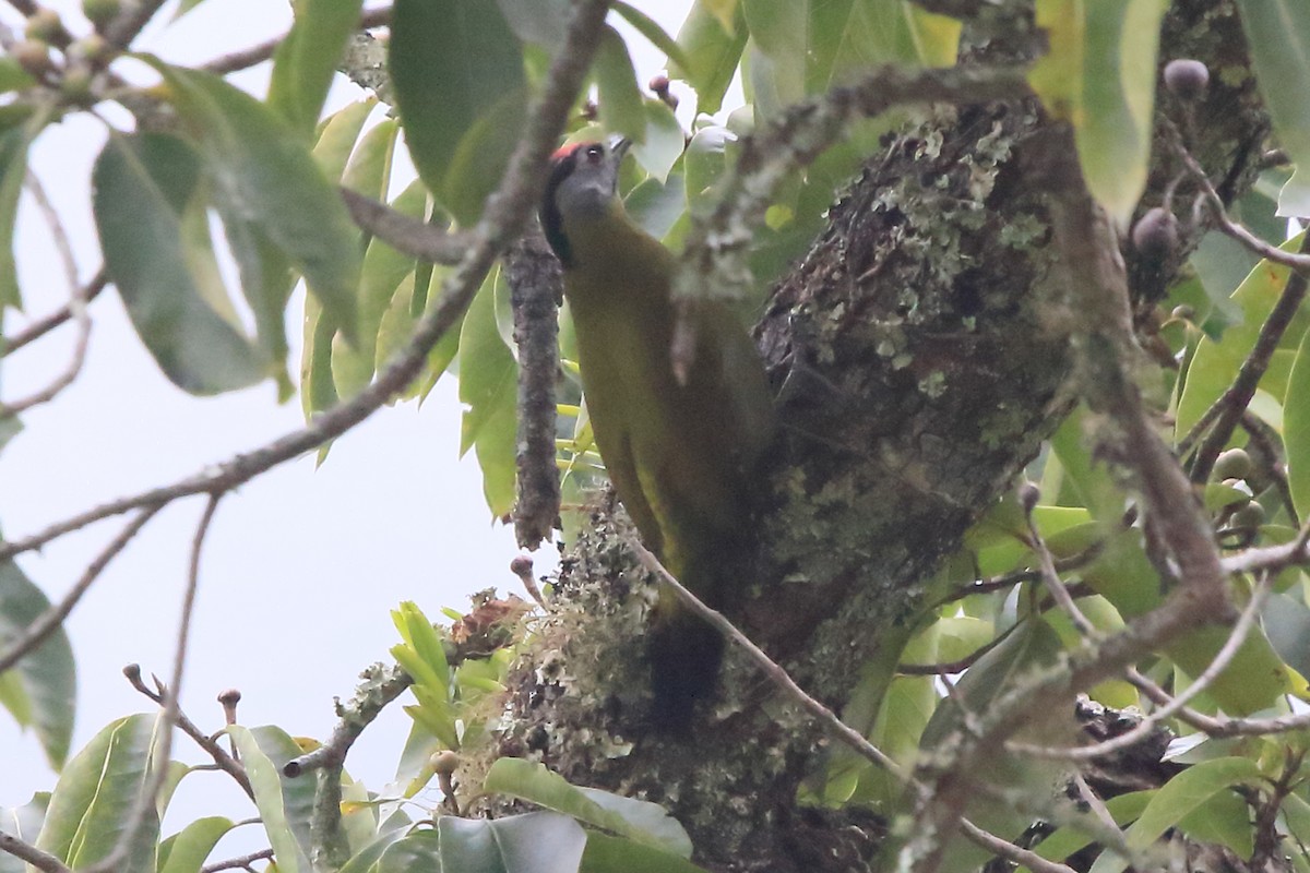 Gray-headed Woodpecker - ML613990598