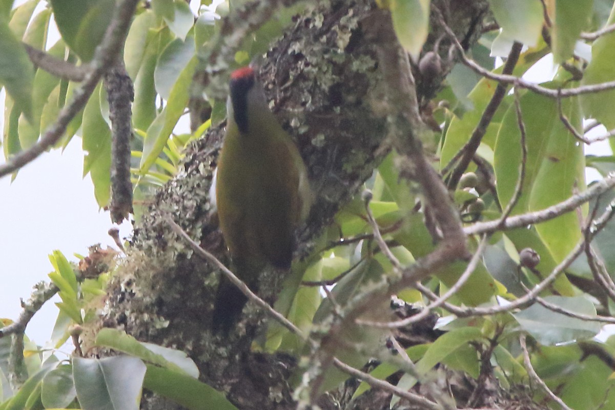Gray-headed Woodpecker - ML613990599