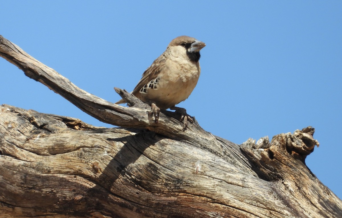 Sociable Weaver - ML613990605