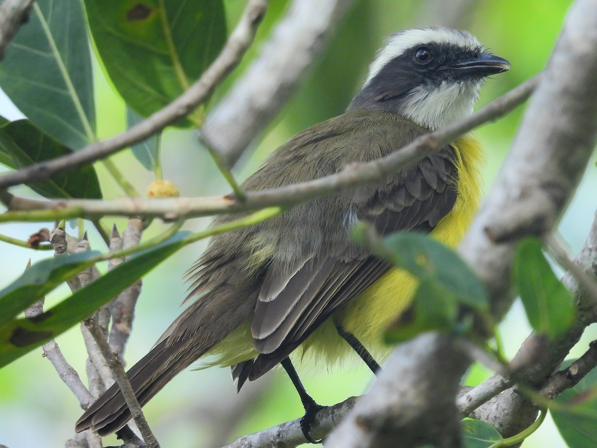 Social Flycatcher - ML613990608