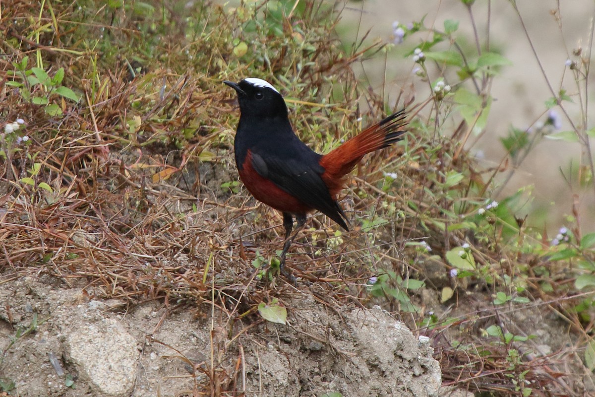 White-capped Redstart - ML613990624