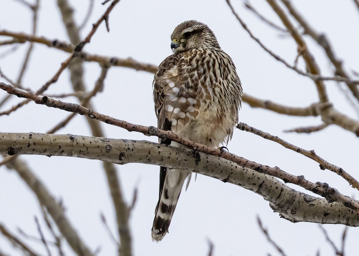 dřemlík tundrový (ssp. richardsonii) - ML613990686