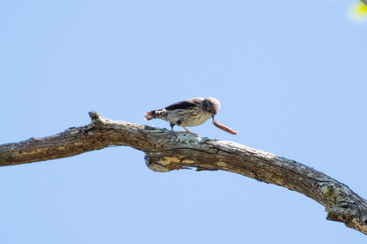 Varied Sittella - Connor Evand