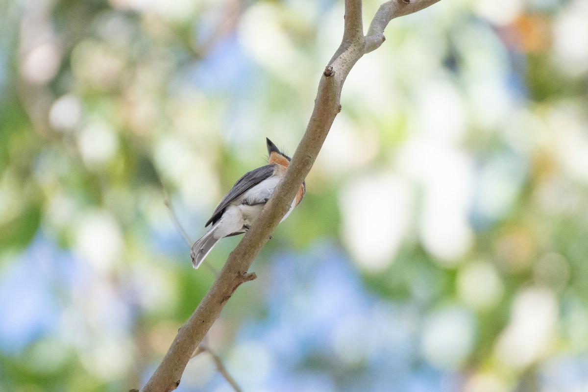 Leaden Flycatcher - Connor Evand