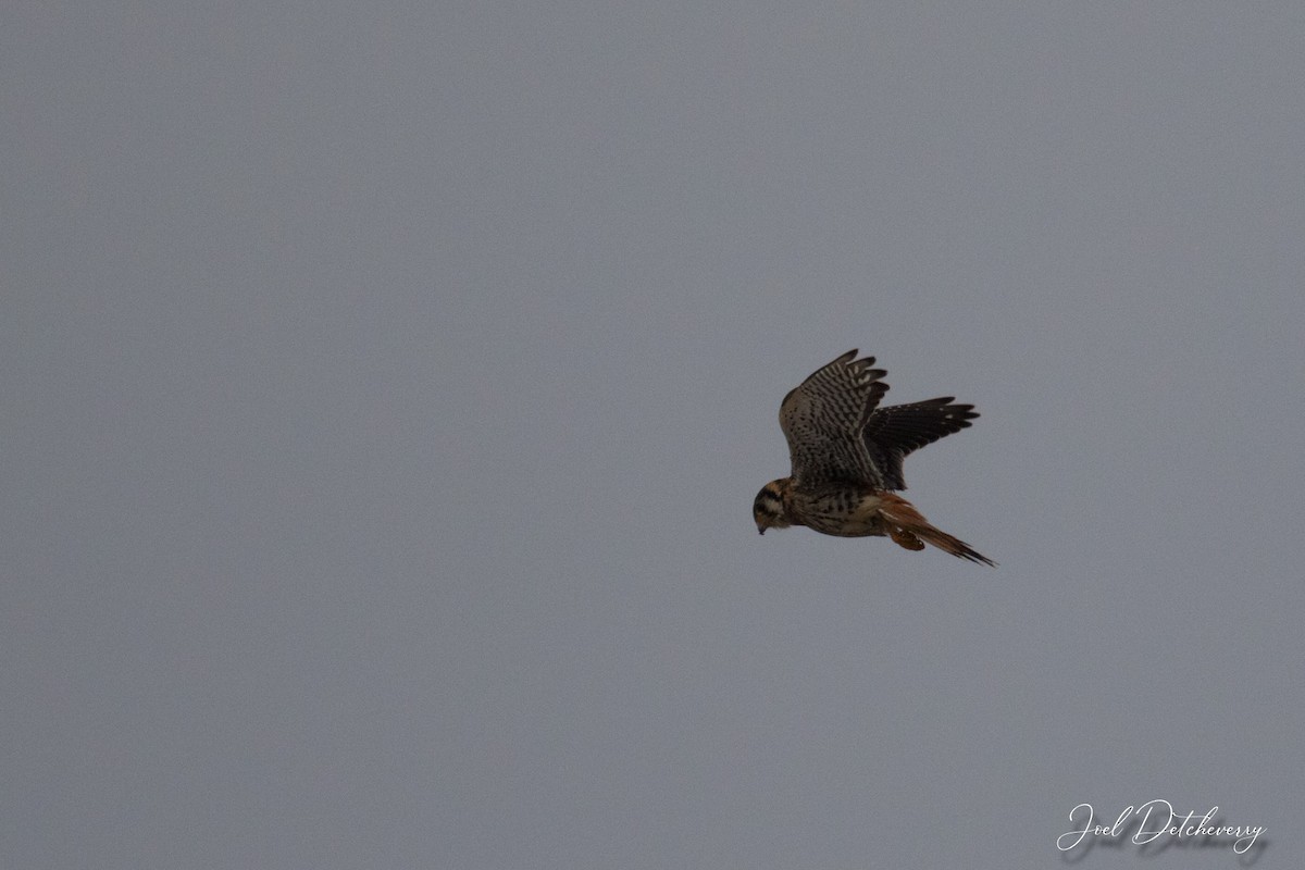 American Kestrel - ML613990726