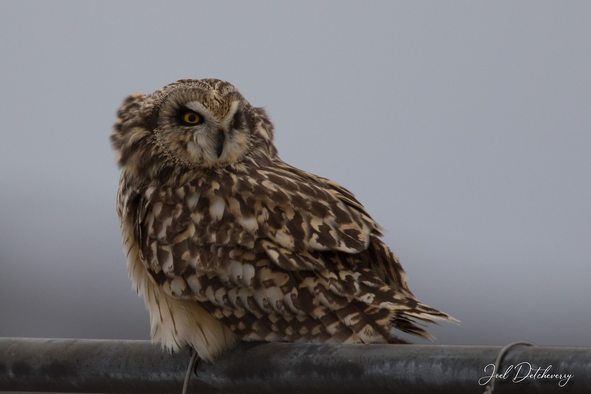 Short-eared Owl - Detcheverry Joël