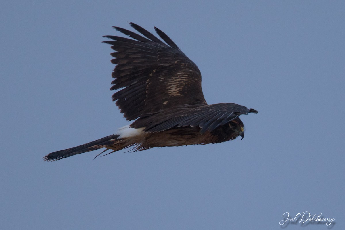 Aguilucho de Hudson - ML613990738