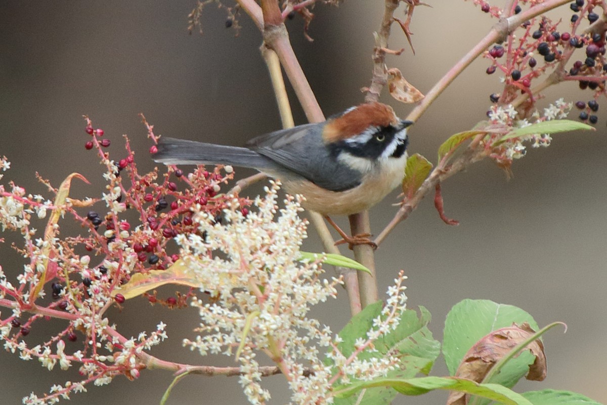 Black-throated Tit (Red-headed) - ML613990742