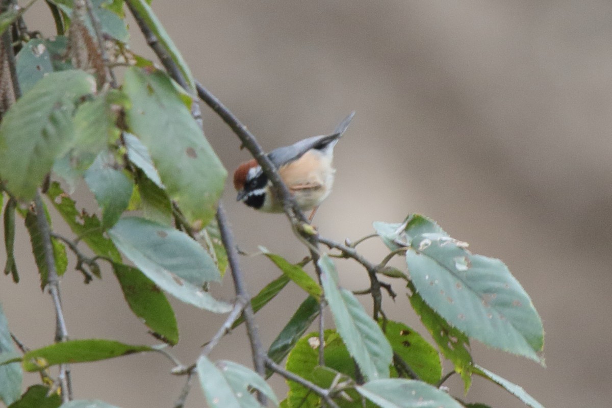 Black-throated Tit (Red-headed) - ML613990743