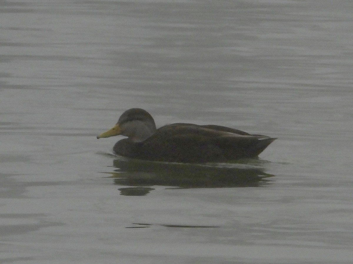 American Black Duck - ML613990760