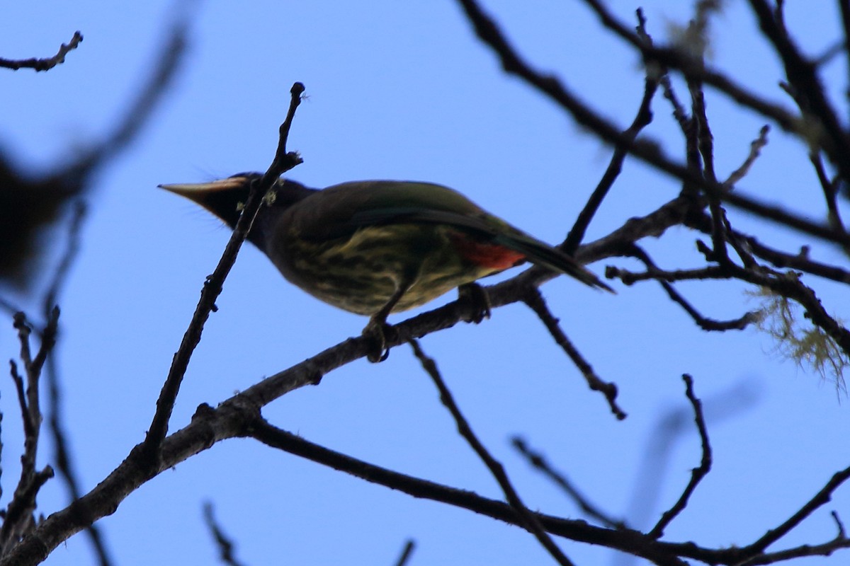 Great Barbet - ML613990785