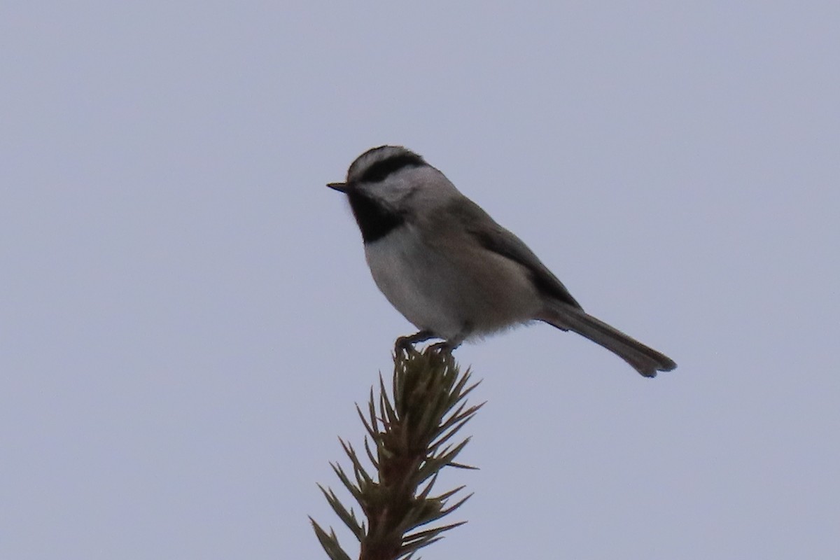 Mountain Chickadee - ML613990805