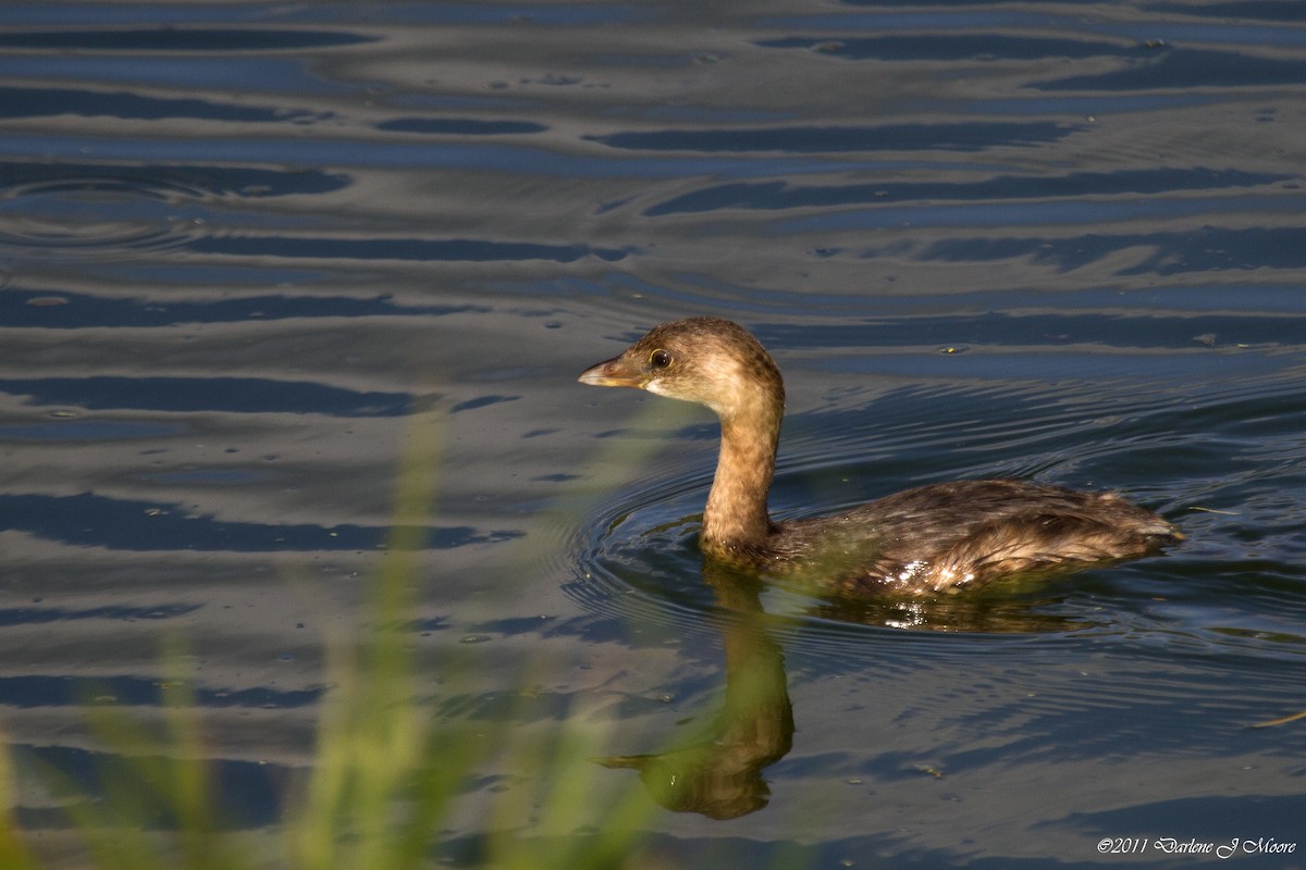 Pied-billed Grebe - Darlene J McNeil