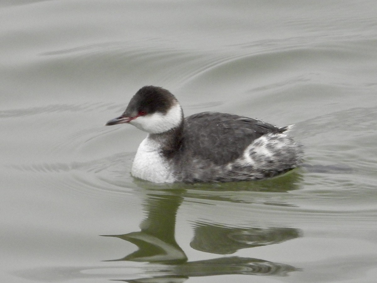 Horned Grebe - ML613990856