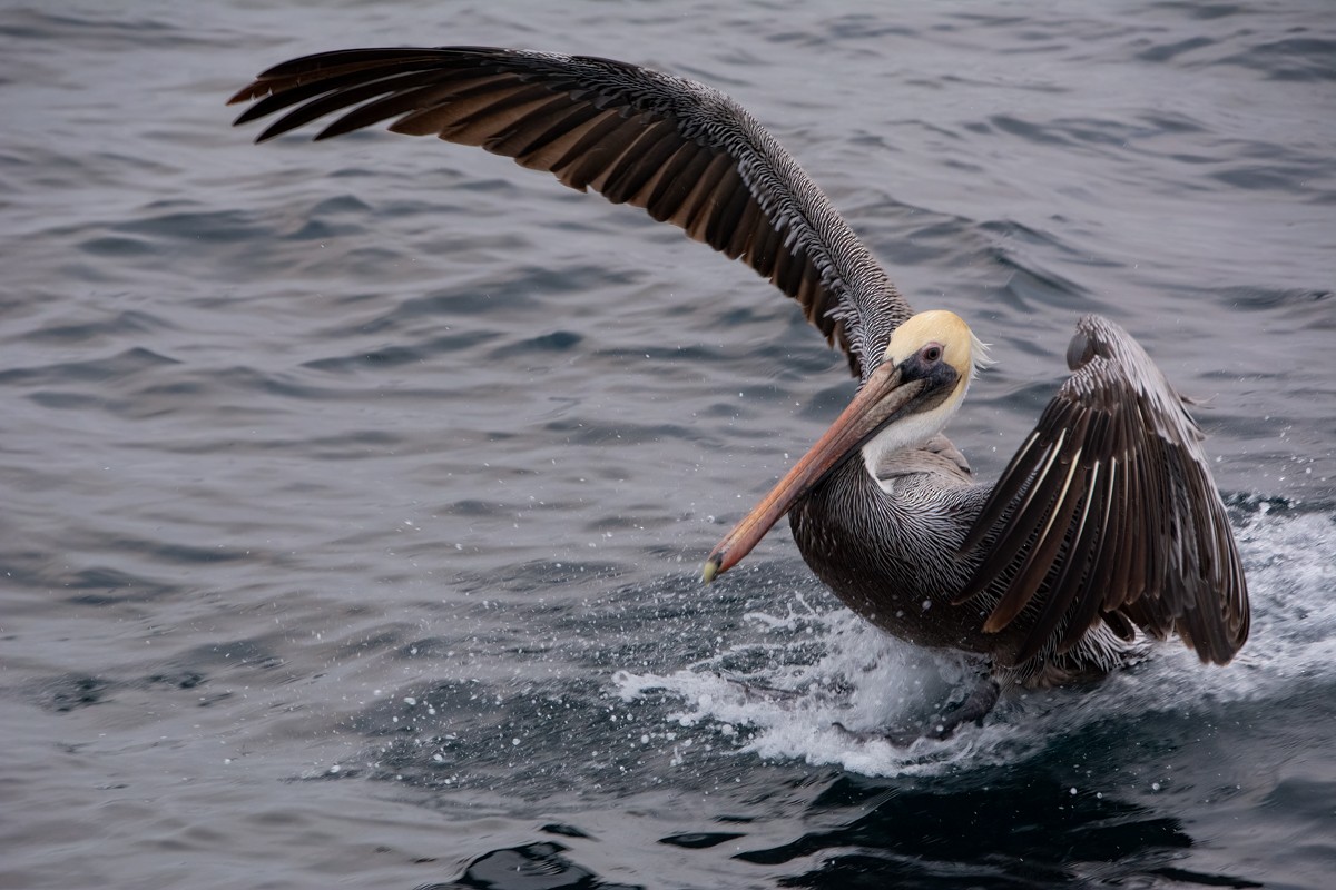 Brown Pelican - Kim Moore