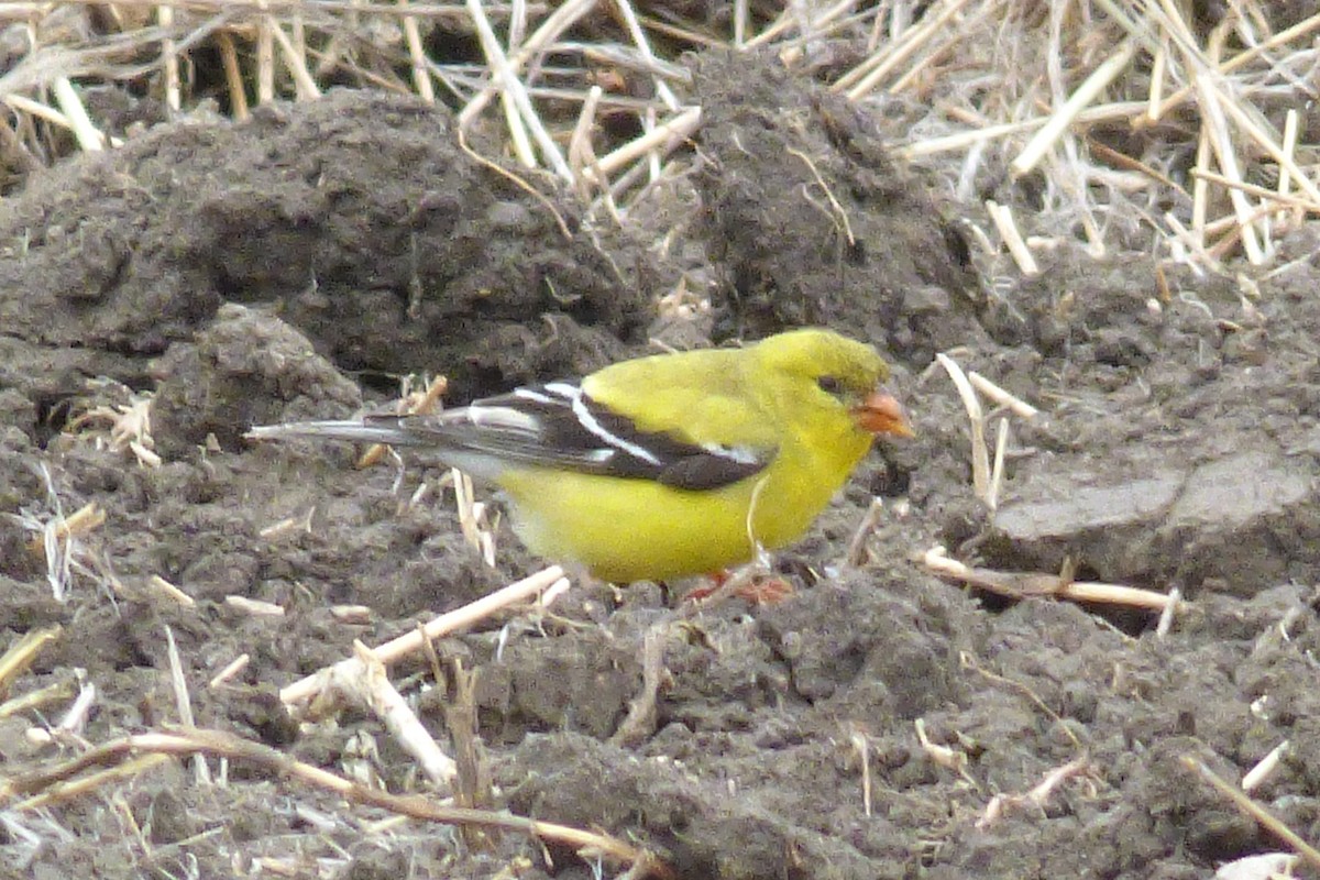 American Goldfinch - ML61399091