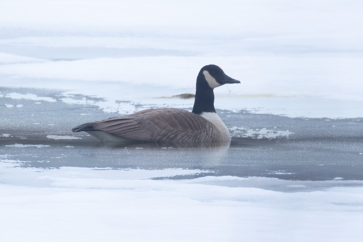 Branta kanadar handia - ML613990945