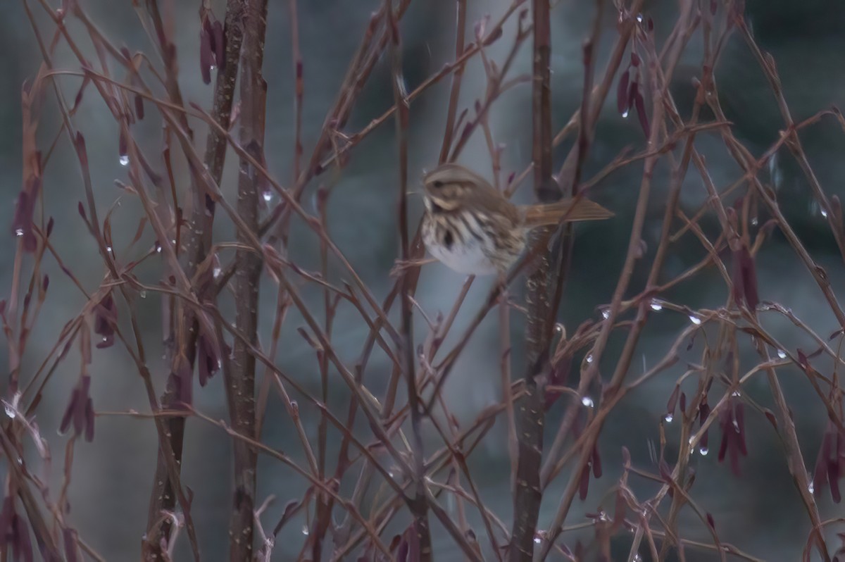 Song Sparrow - ML613990951