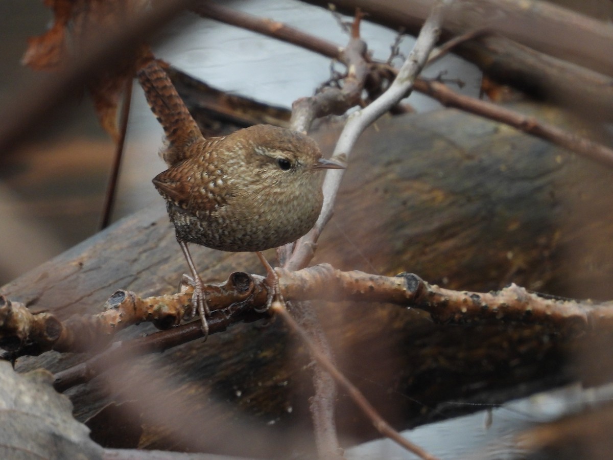 Winter Wren - ML613990991