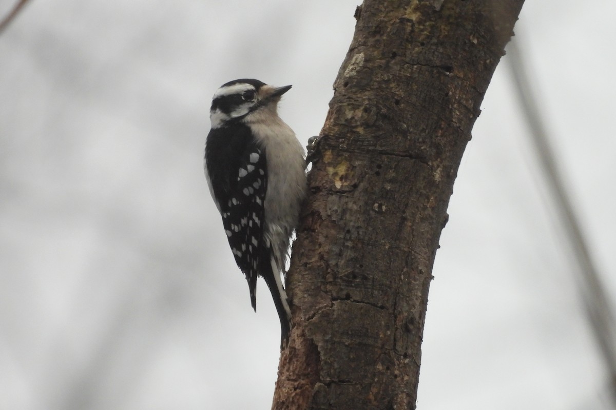 Downy Woodpecker - ML613990997