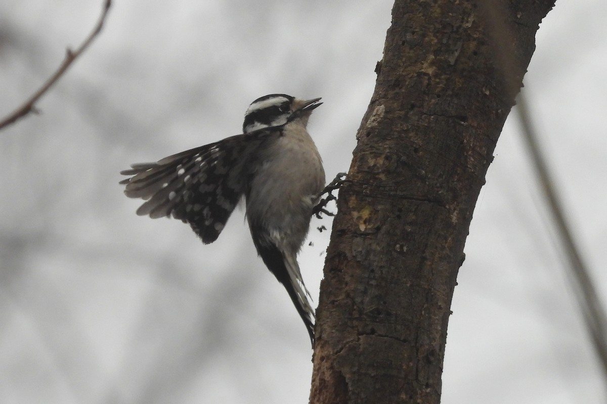 Downy Woodpecker - ML613991051