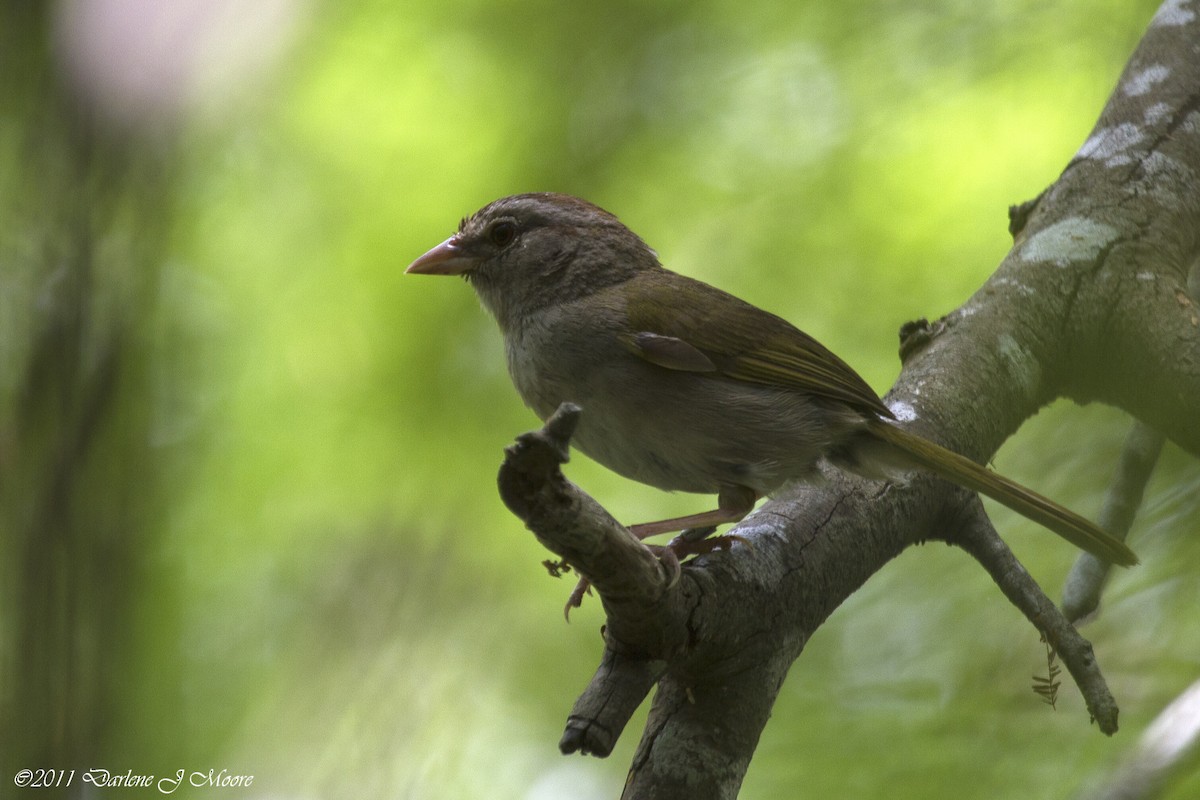 Olive Sparrow - Darlene J McNeil