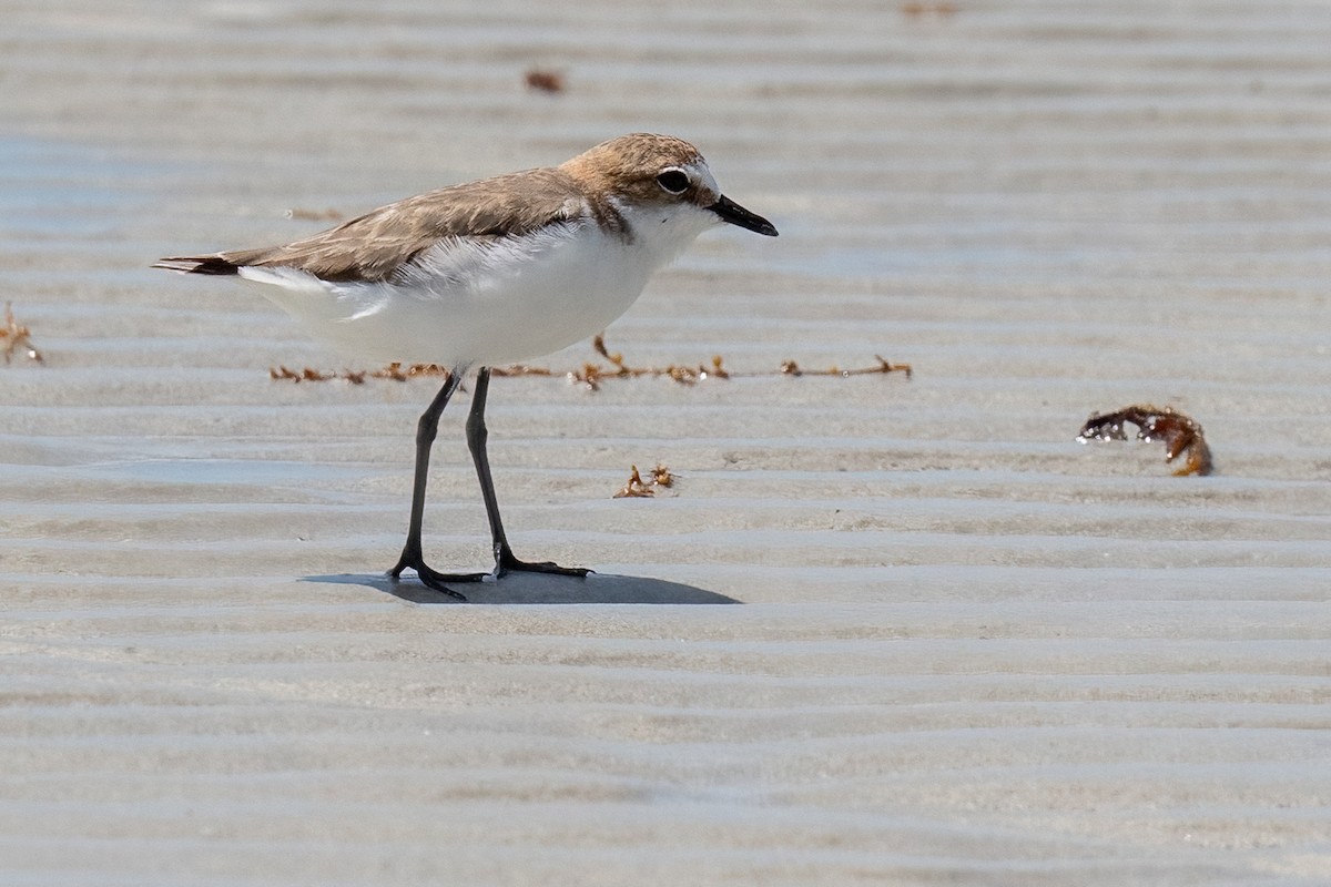 Red-capped Plover - ML613991074
