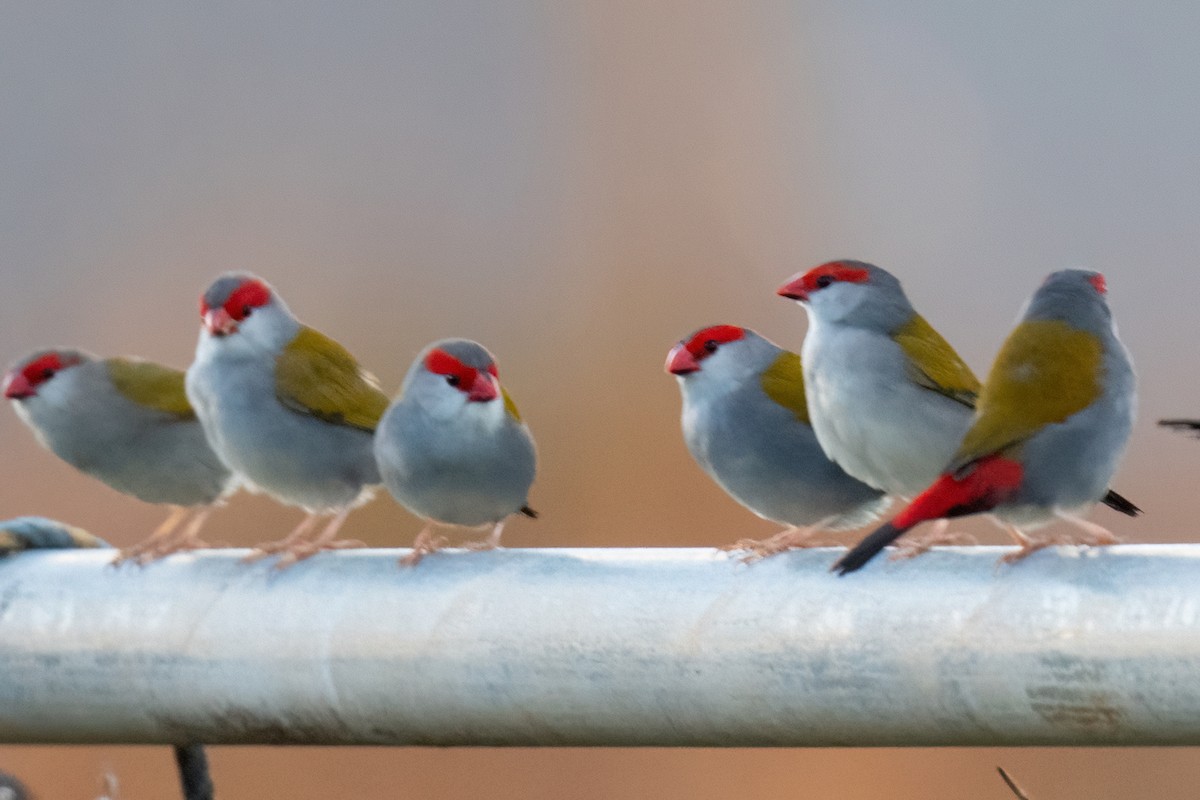 Red-browed Firetail - ML613991115