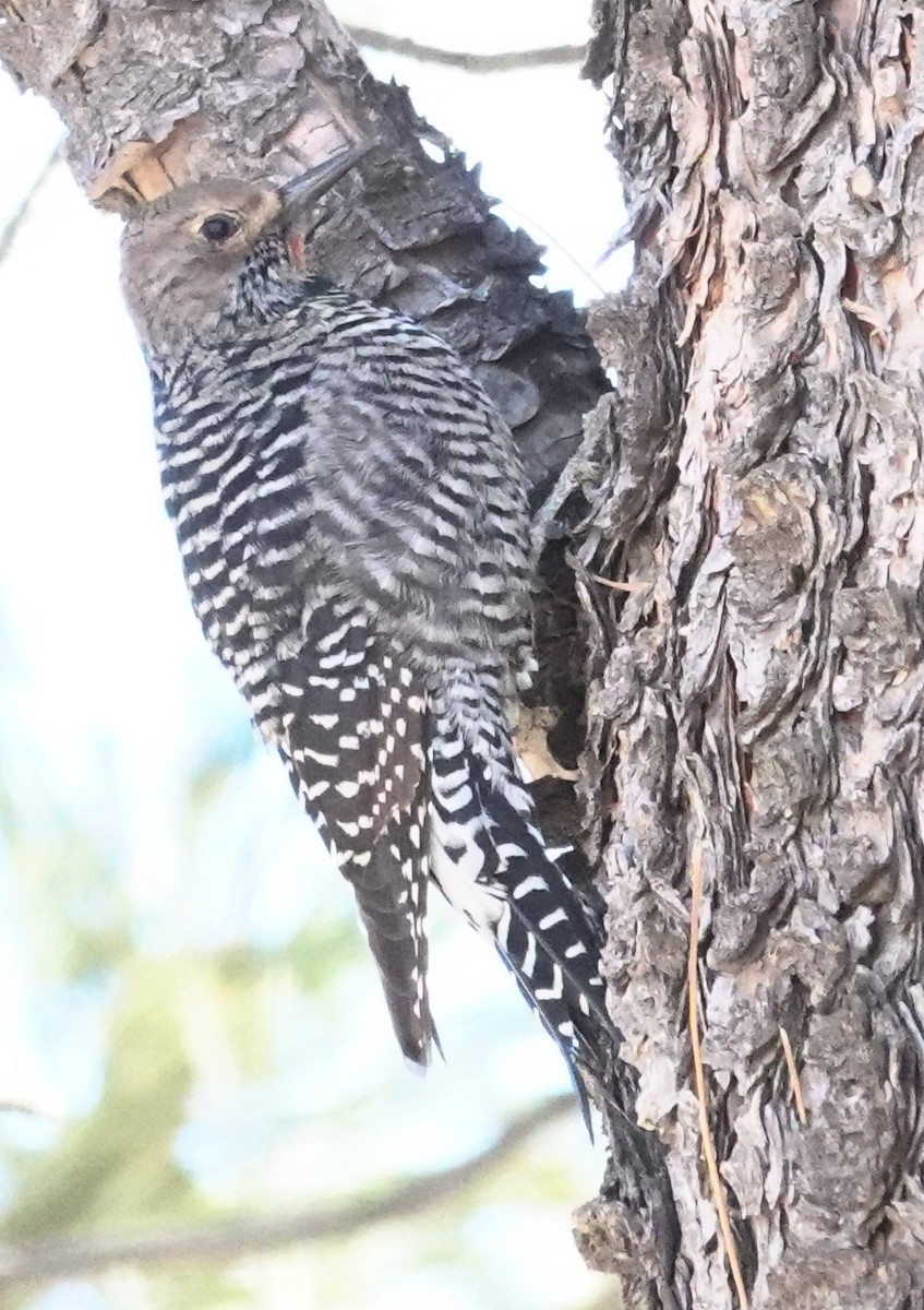 Williamson's Sapsucker - ML613991144