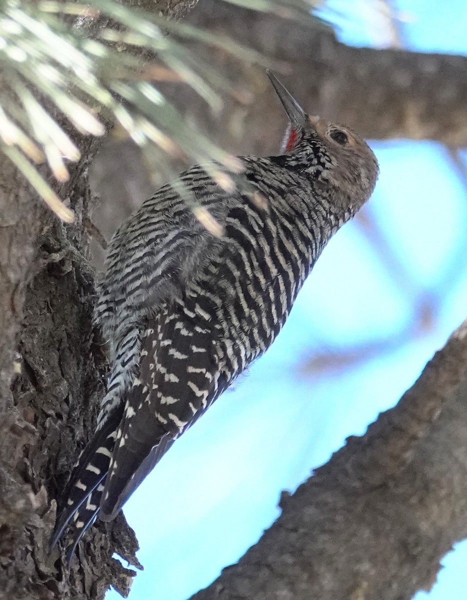 Williamson's Sapsucker - ML613991145