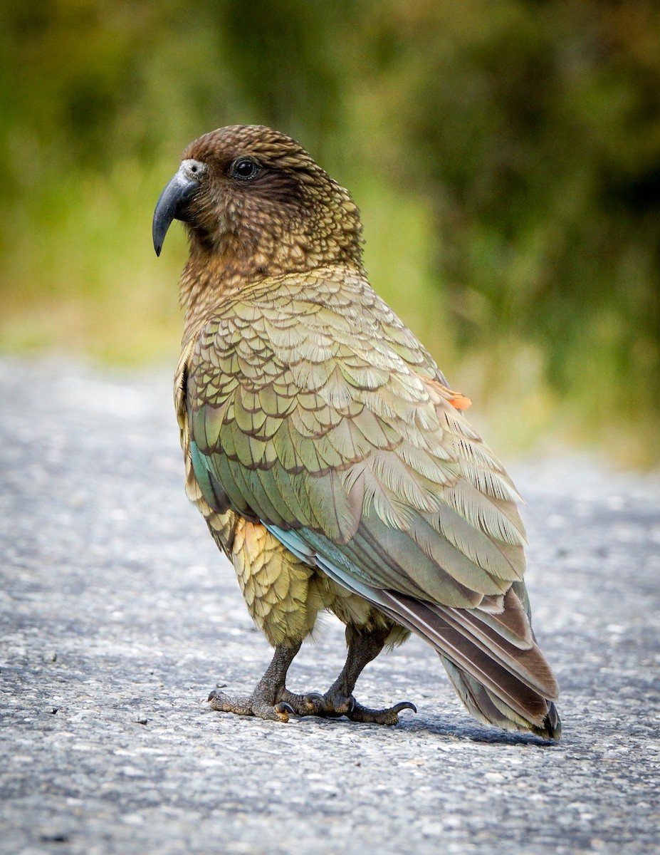 Kea - ML613991155