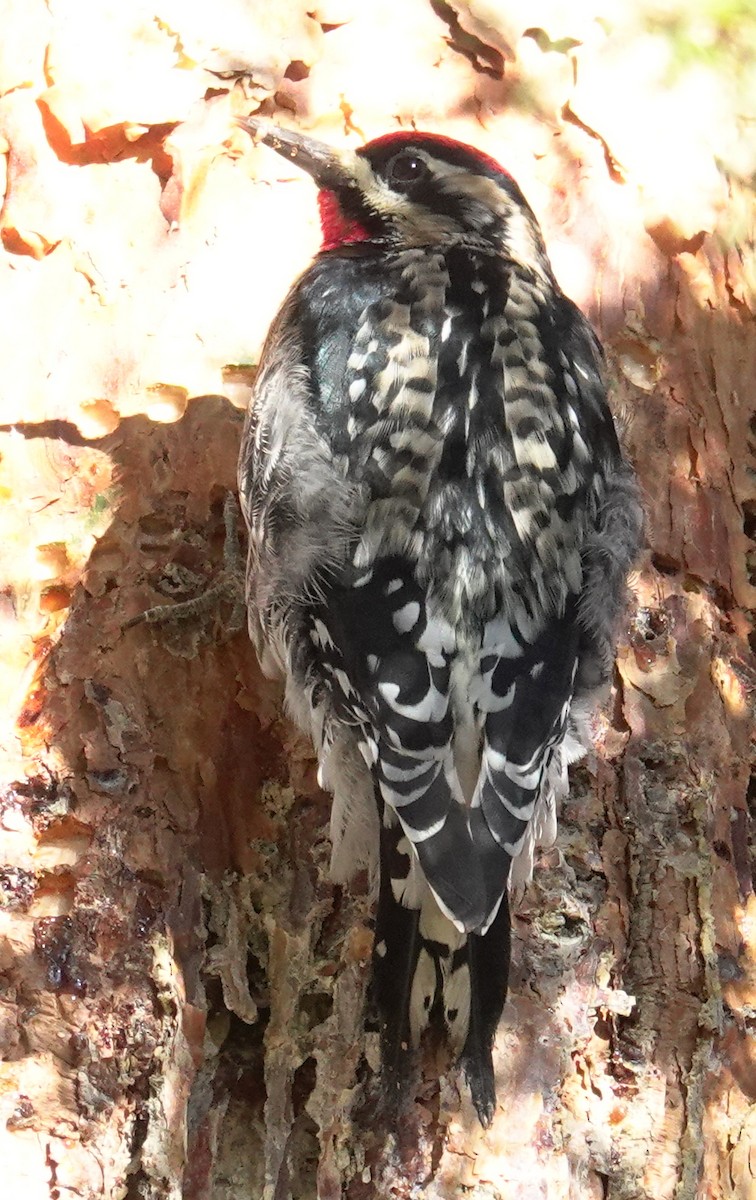 Yellow-bellied Sapsucker - ML613991175