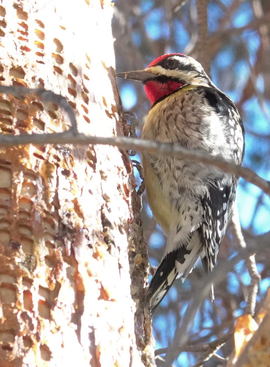 Yellow-bellied Sapsucker - ML613991176