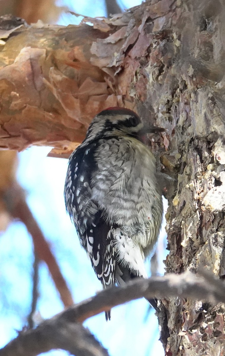 Yellow-bellied Sapsucker - ML613991177