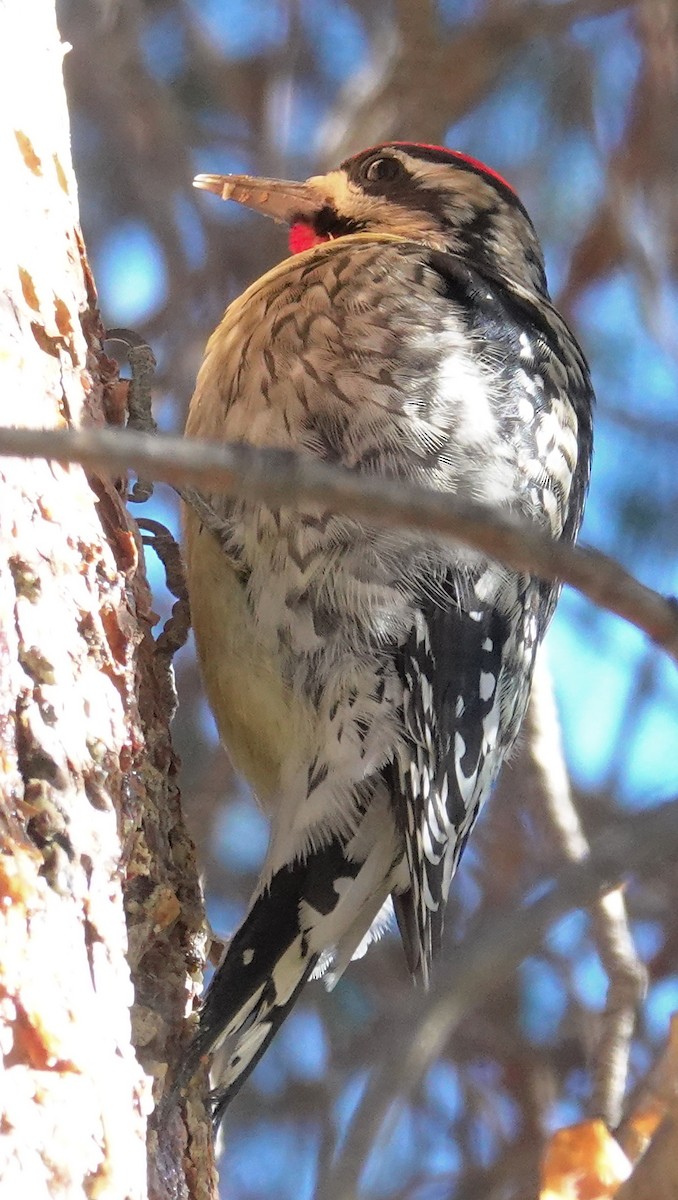 Yellow-bellied Sapsucker - ML613991179