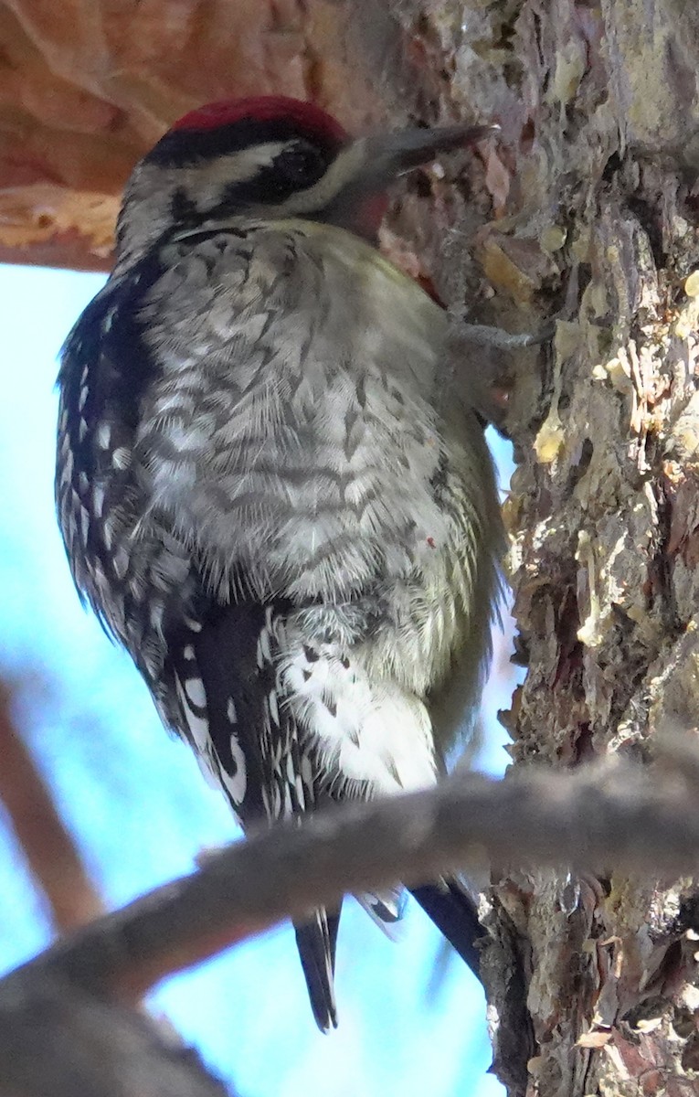 Yellow-bellied Sapsucker - ML613991180