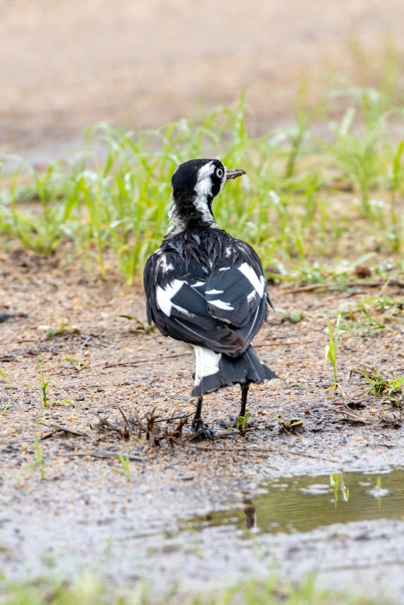 Magpie-lark - ML613991196